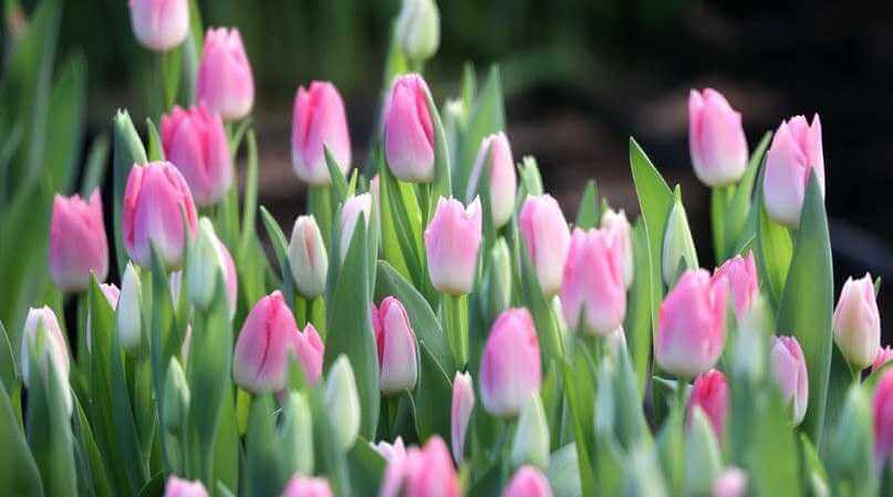 Почти 7 тыс. тюльпанов и 5 тыс. роз подготовил "Могилевзеленстрой" к 8 Марта