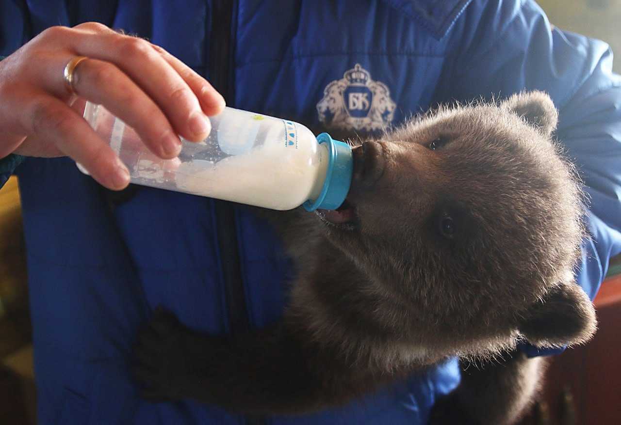 Компания «Бабушкина крынка» поздравила малютку-медвежонка с 8 марта и подарила корзину молока!
