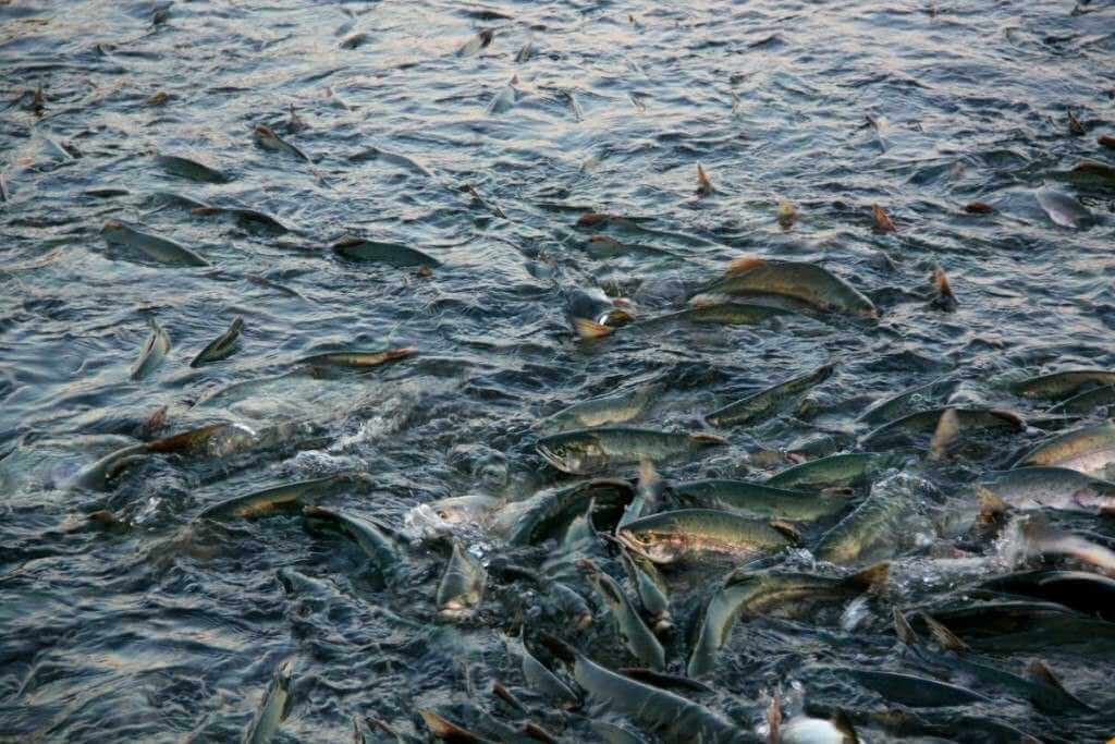 В Могилевской области с 1 апреля вводится нерестовый запрет на ловлю рыбы