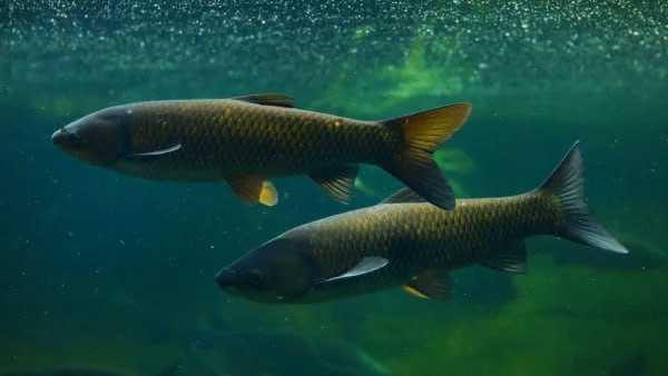 Нерестовый запрет на ловлю рыбы введен в Могилевской области