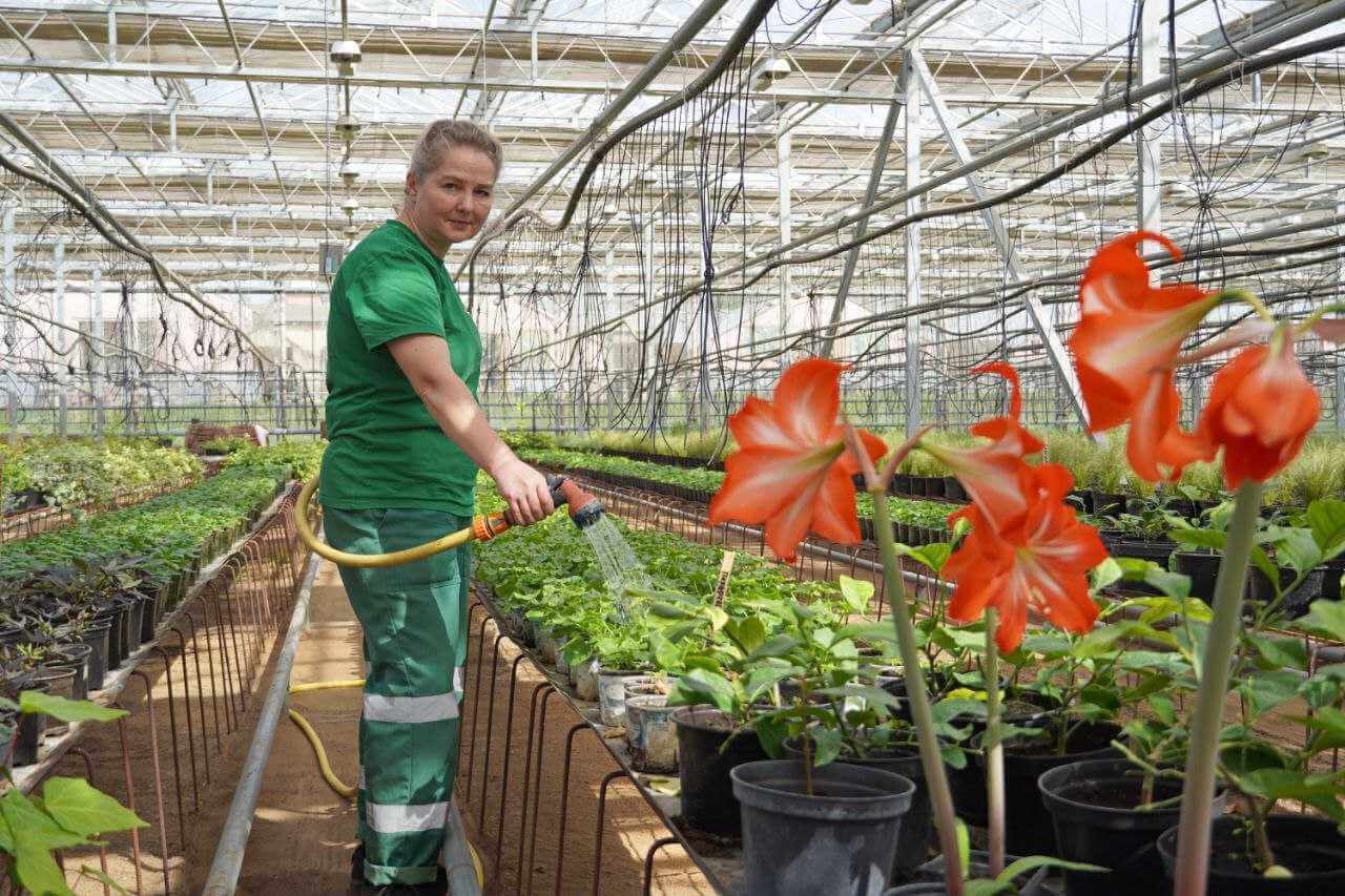 1 миллион 350 тысяч цветов высадят в Могилеве в текущем сезоне