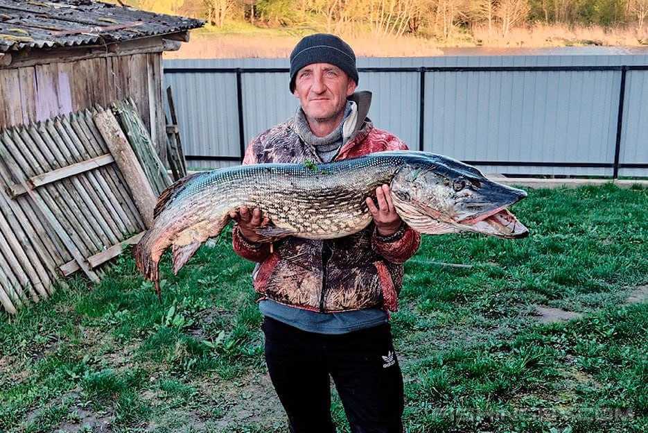 Фотофакт: белорусский рыбак поймал щуку размером с крокодила