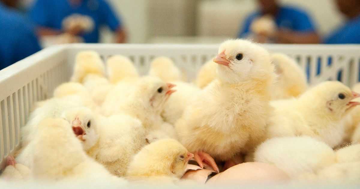 Почти 20 тысяч цыплят похитил сотрудник птицефабрики