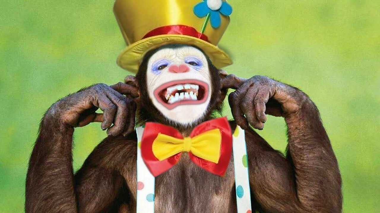 В Могилев едет цирк-шапито Sirius с шоу «Планета обезьян»
