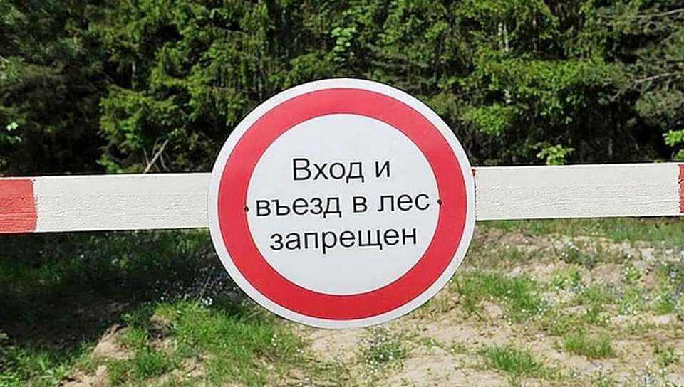 В Могилеве и Могилевском районе введен запрет на посещение лесов