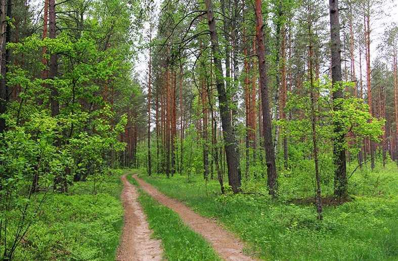 На Могилевщине четвертые сутки ищут пенсионерку, которая ушла в лес