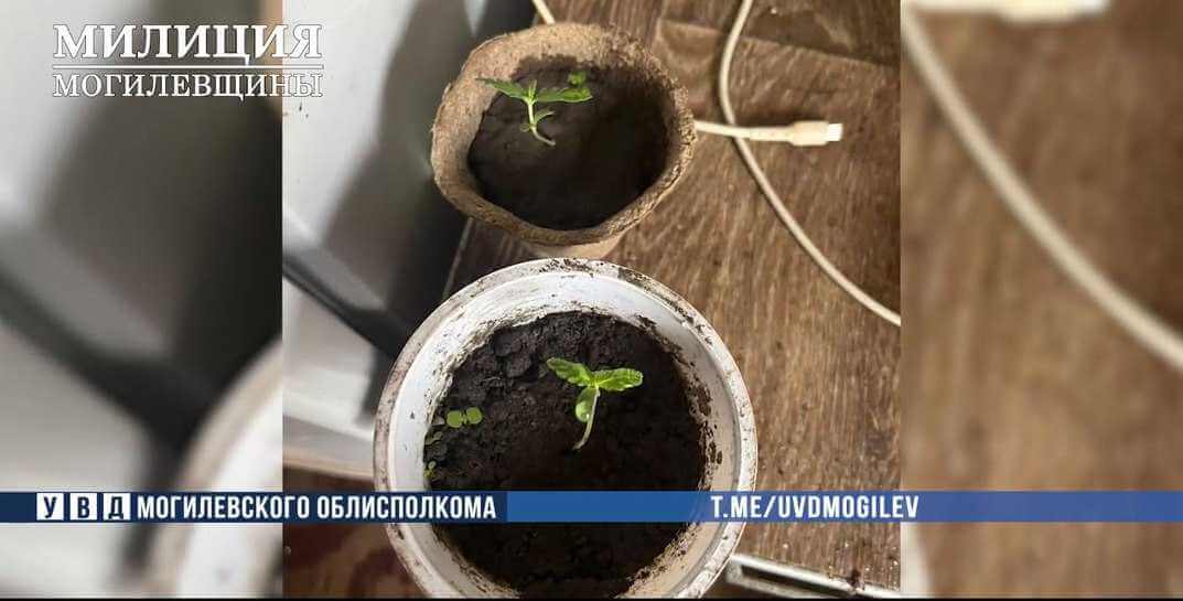 Бобруйчанин вырастил в своем дачном доме мини-огород с коноплей — его задержали