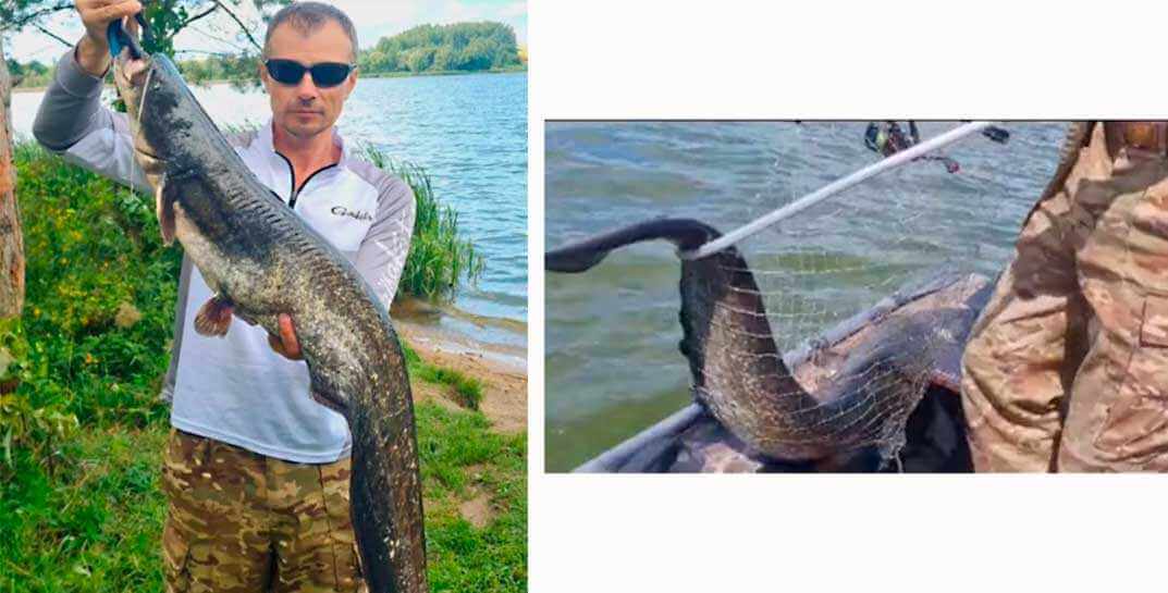 120 сантиметров длиной — посмотрите, какого сома поймал рыбак из Могилева
