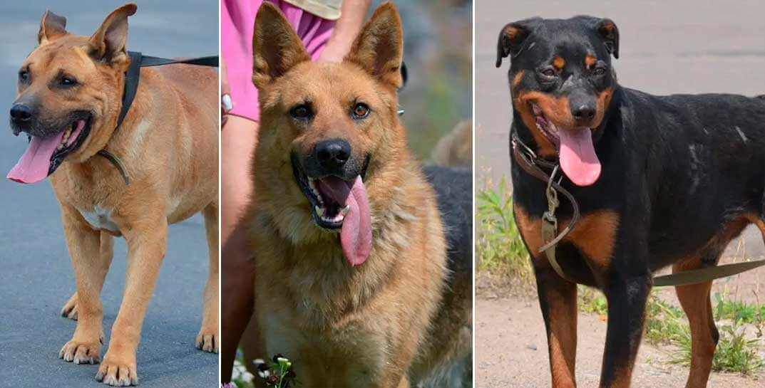 В пункте умерщвления животных Могилева три собаки ждут помощи