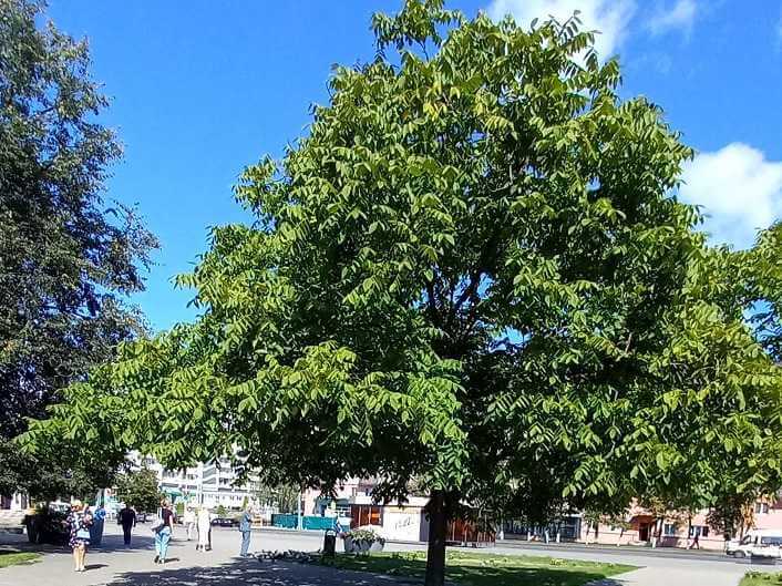 В центре Могилева в сквере растут и плодоносят грецкие орехи