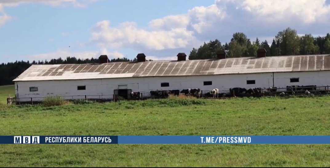 В Могилевском районе скрывали падеж скота