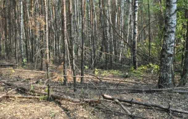 В Могилевской области 19 сентября объявлен красный уровень опасности