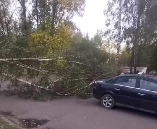 В могилевском дворе упала береза — чуть-чуть и кому-то бы не повезло