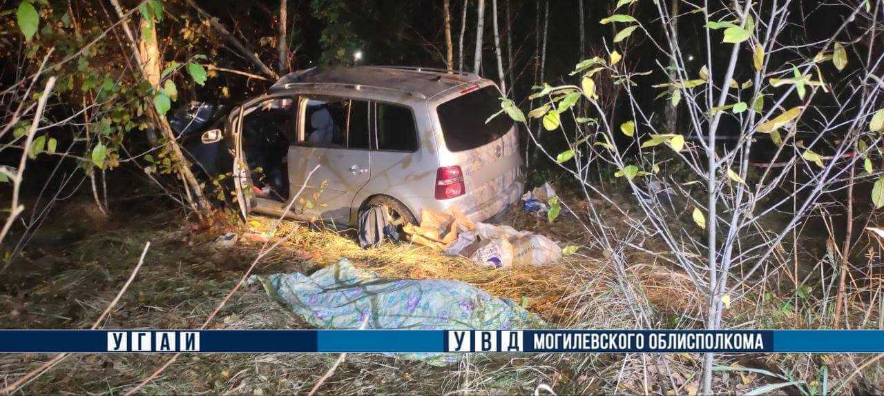 Под Могилевом легковушка врезалась в выбежавшего на дорогу лося — погиб водитель