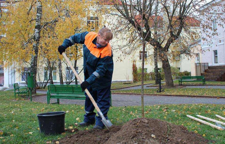 Осенью в Могилеве высадят более 9 тысяч деревьев и кустарников