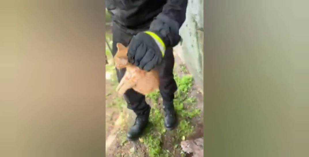В Могилеве спасатели сняли котенка с металлического столба