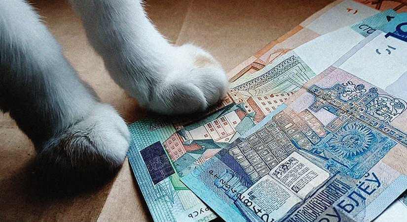 Могилевчан призвали срочно запастись наличкой: банки меняют программное обеспечение