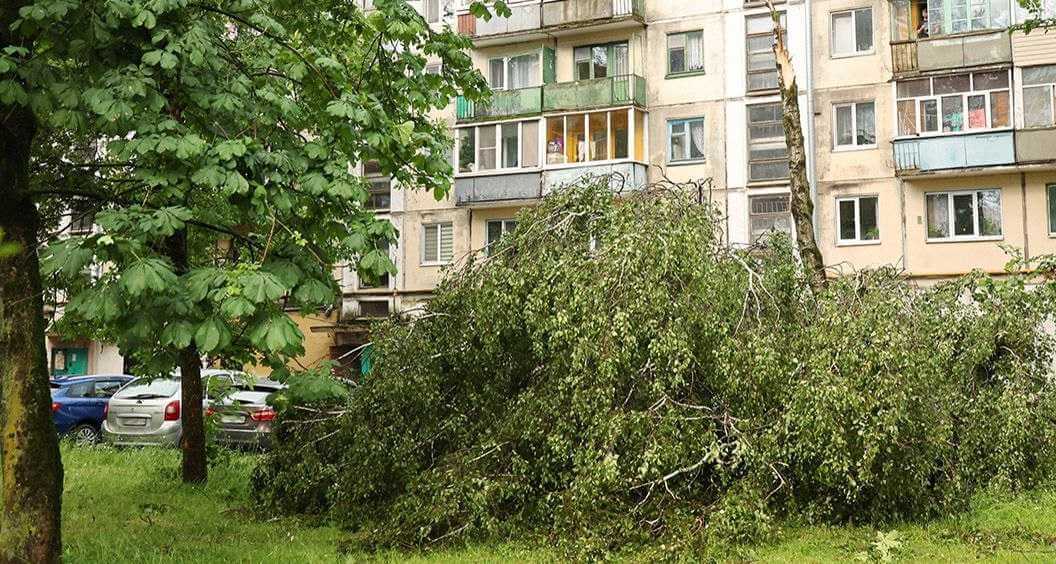 Почти 5 тысяч деревьев повредила стихия в Могилеве