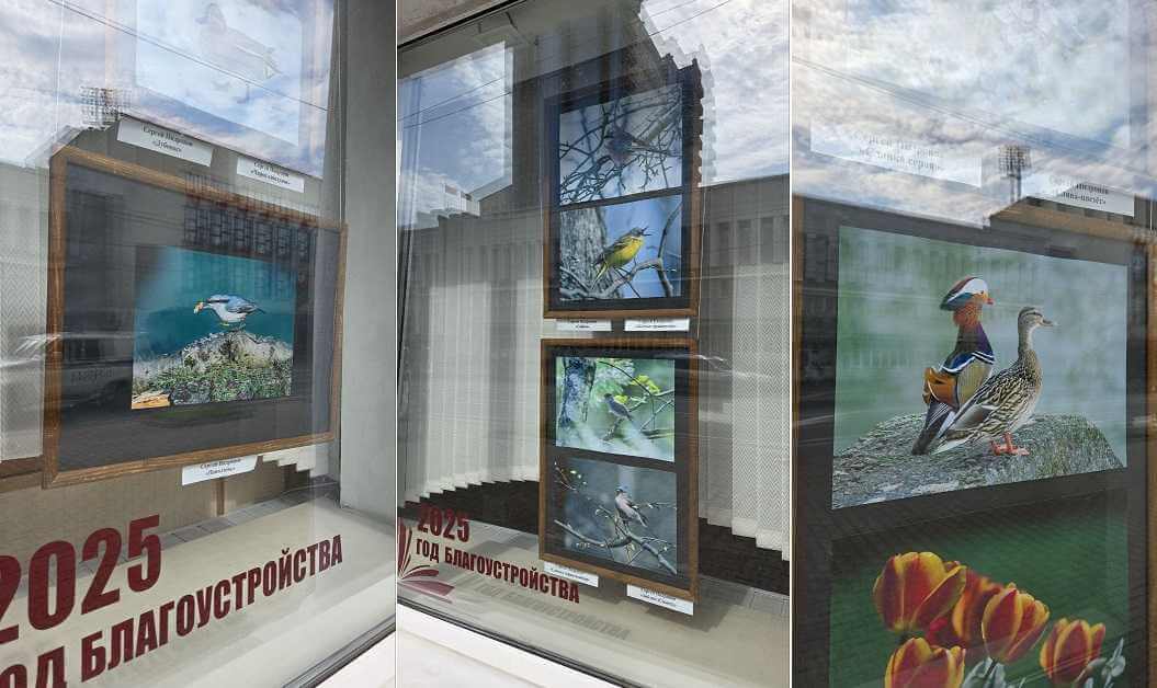 "Птичья перекличка" экспонируется в окнах городской библиотеки им. К. Маркса в Могилеве