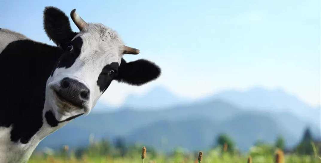 На Могилевщине доярка подала в суд на исполком и выиграла дело