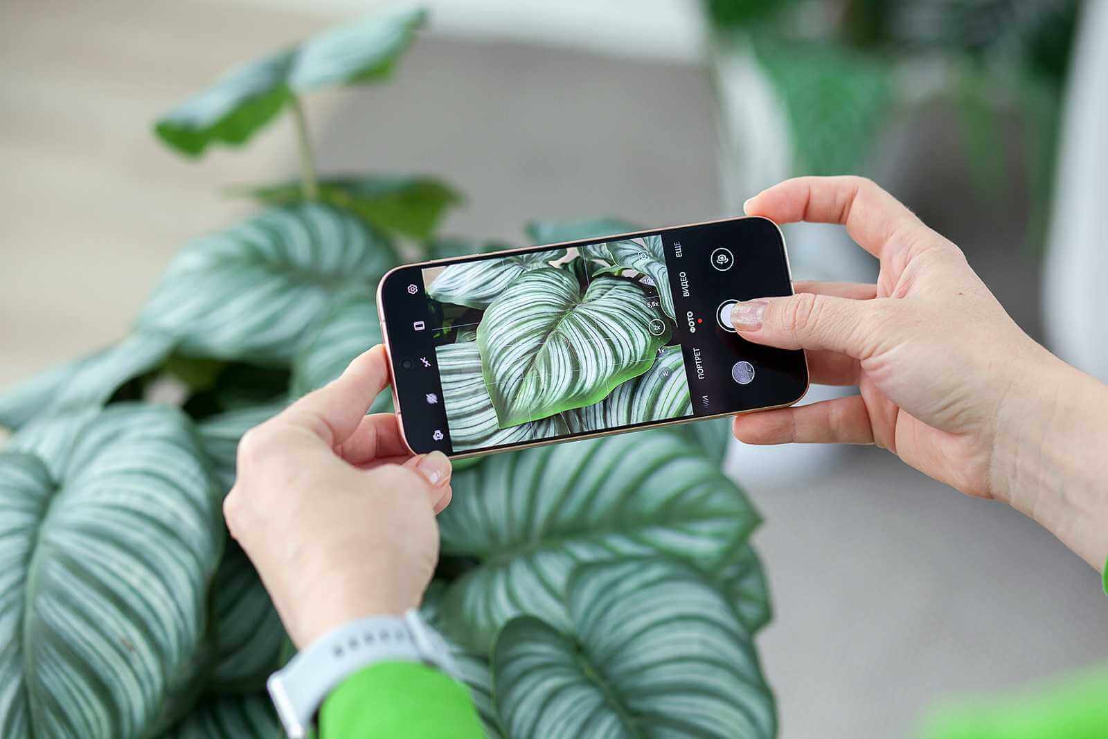 В Беларуси начались продажи флагманского смартфона Huawei Pura 80 с 5,5-кратным оптическим зумом
