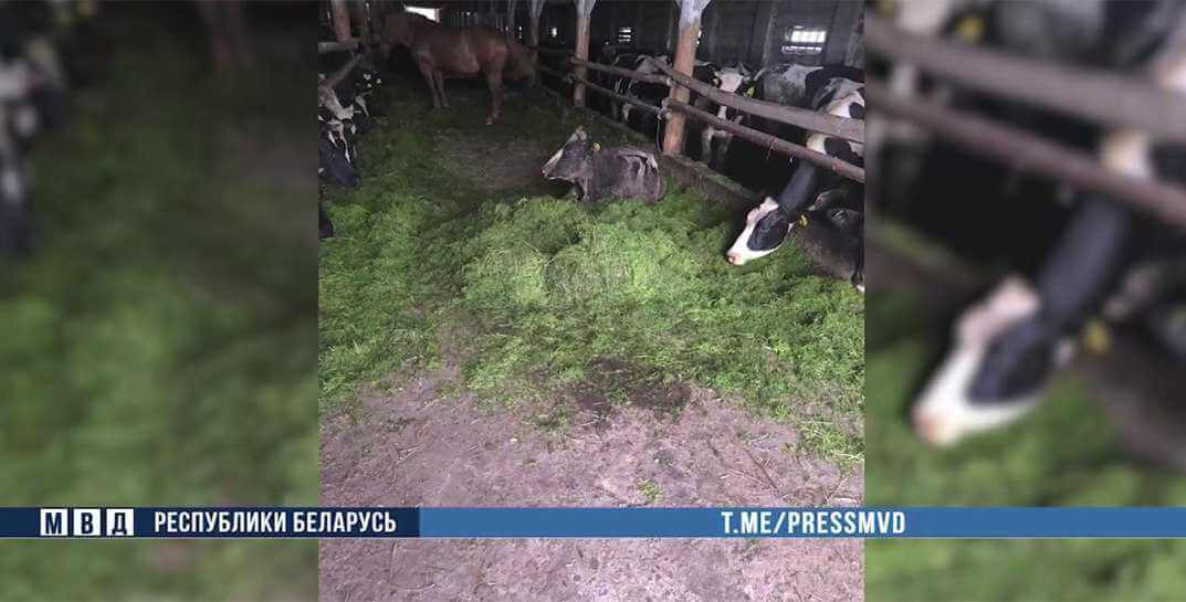 На Могилевщине 19 коров погибли из-за неправильного питания