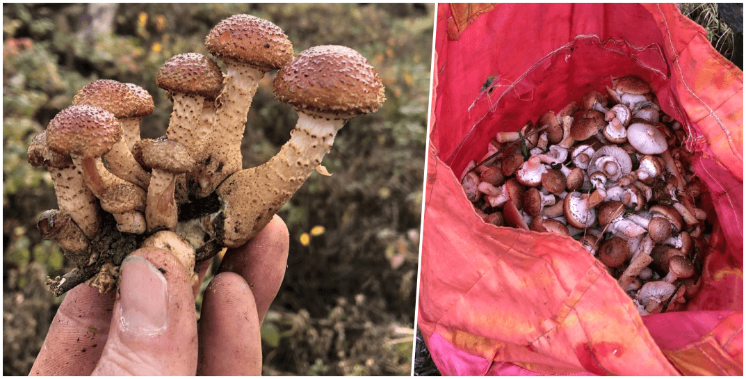 На Могилевщине пошли опята: в какие районы уже можно выдвигаться с лукошками