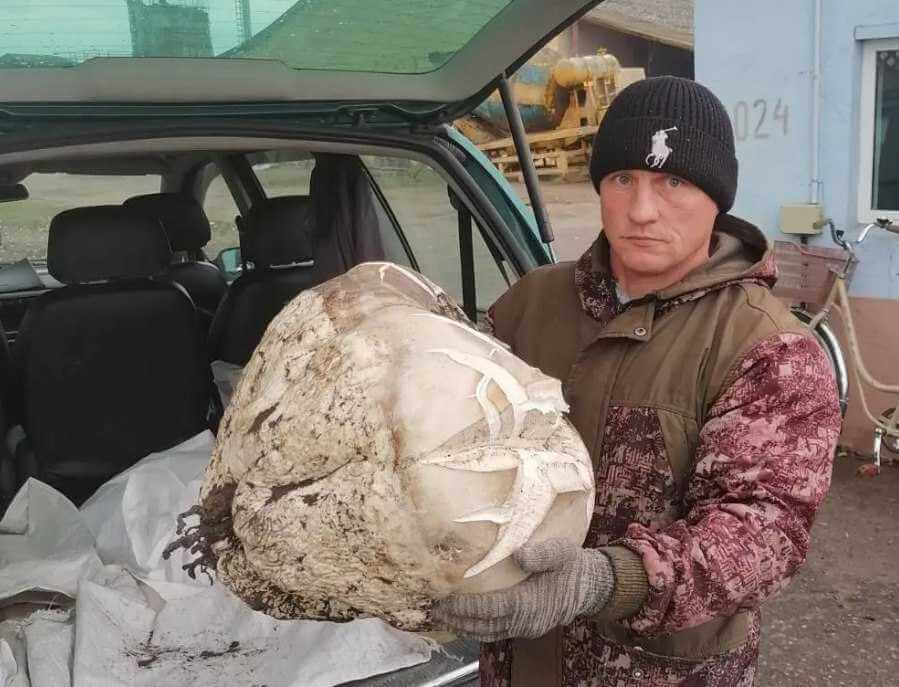 Фотофакт: огромный гриб-дождевик нашли на поле под Могилевом