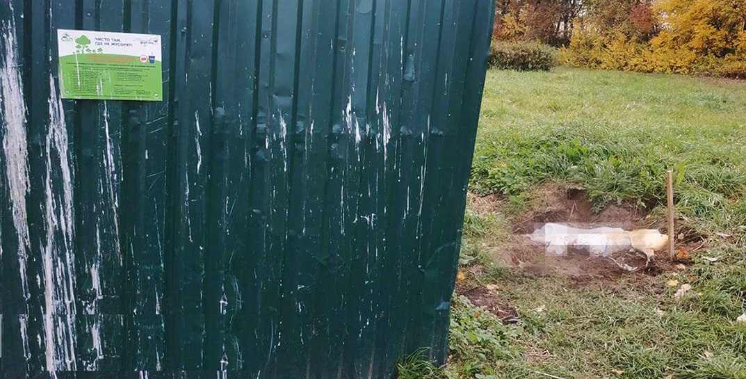 Трупы собак в Могилеве выбрасывают прямо у мусорных контейнеров