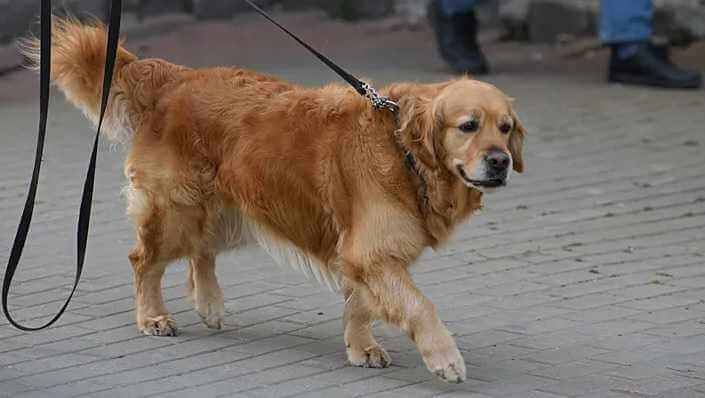 Могилевчан приглашают на общественное обсуждение о новых правилах содержания домашних животных