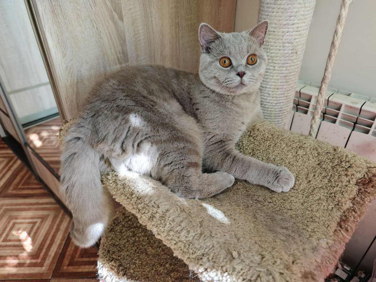 Где купить британца в Могилеве