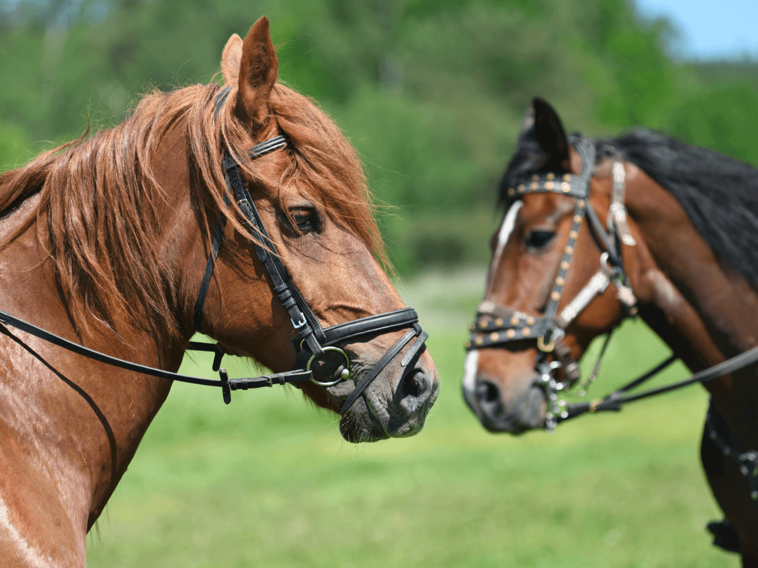 Международная выставка-шоу породистых лошадей пройдет в конном манеже под Могилевом