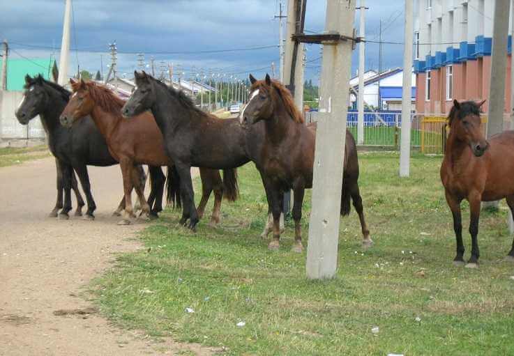 По Могилеву снова разгуливают лошади