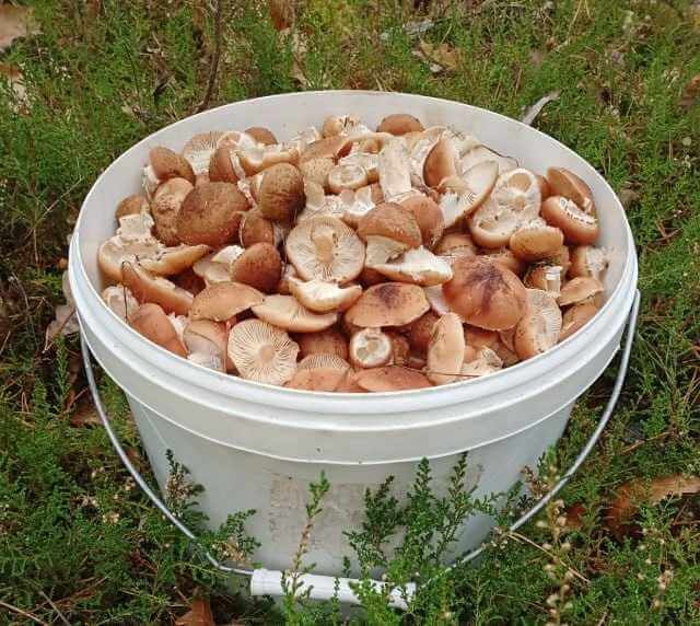 Грибники Могилевщины показали, что собрали в лесах области на длинных выходных