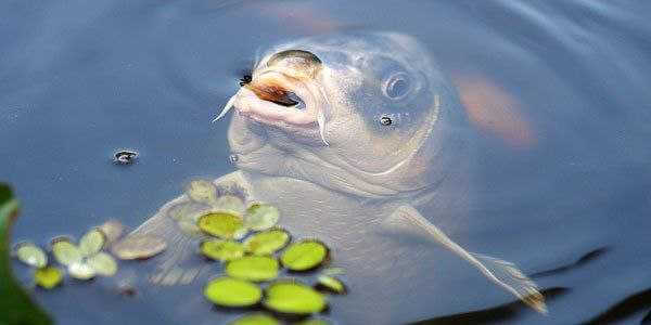 Двое могилевчан выловили 80 карпов из чужого пруда