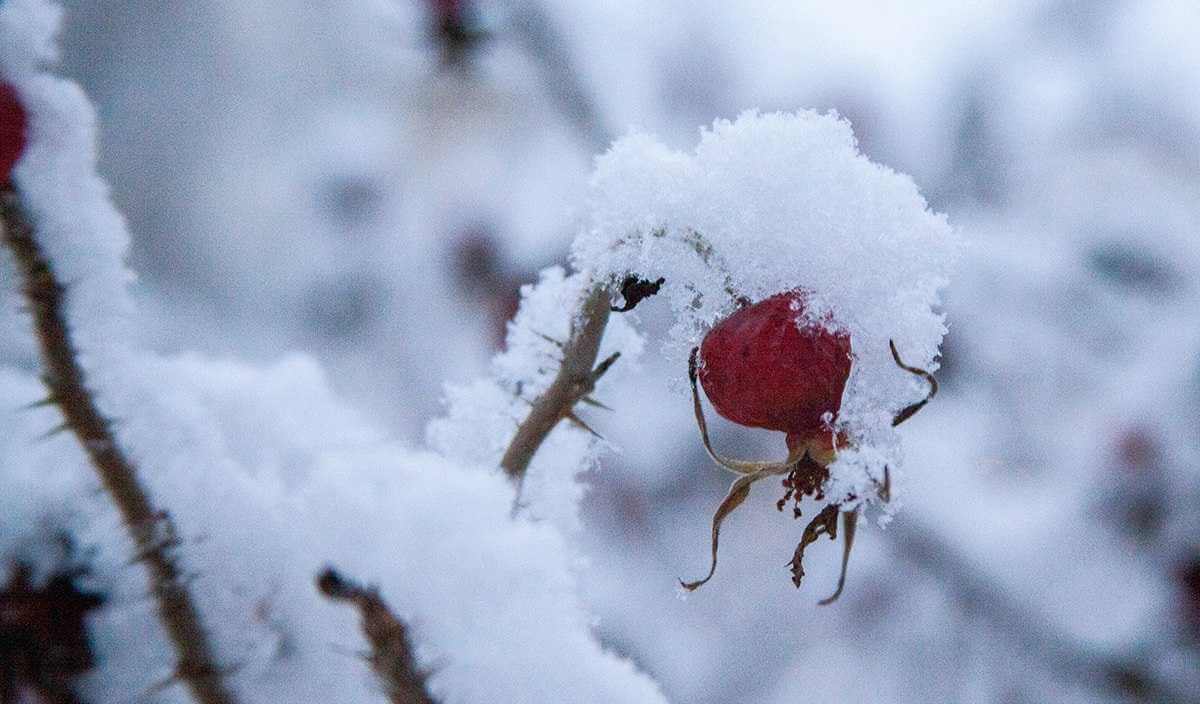 Какой будет погода в Могилеве в последнюю неделю осени?