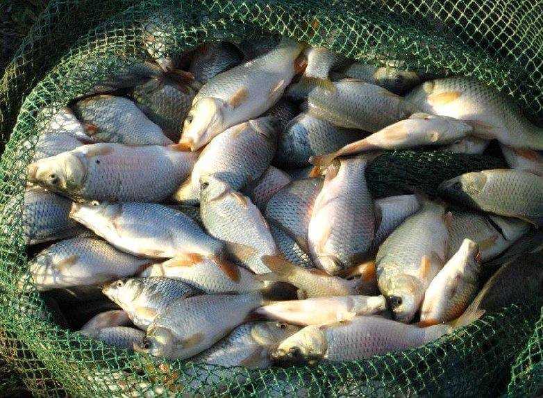 Могилевская область - лидер по зарыблению водоемов