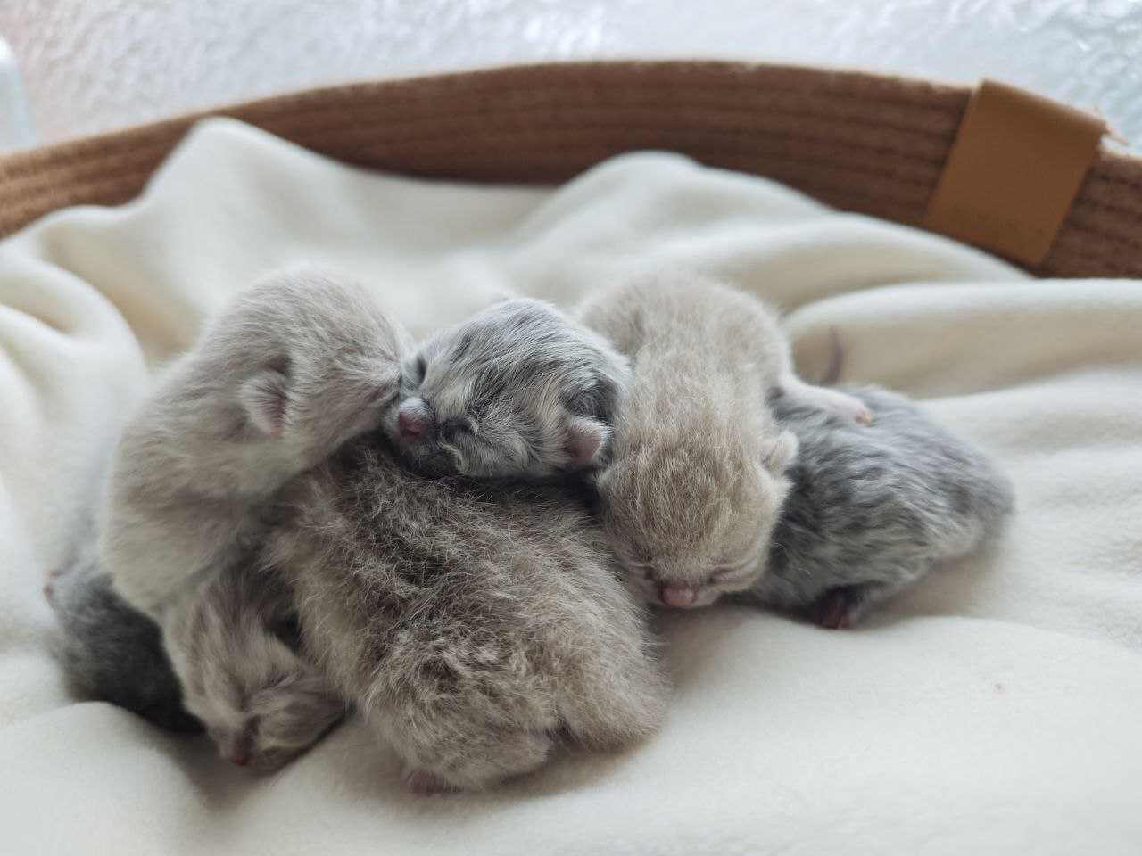 Британские котята питомника IrichBri