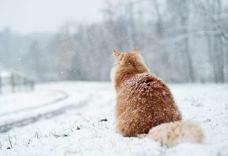 С 15 ноября в Могилеве зима официально вступает в свои права