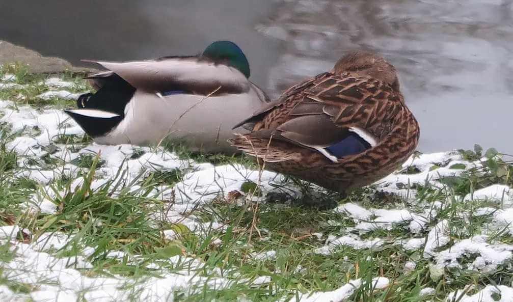 Могилевская и Гомельская области были самыми теплыми в ноябре