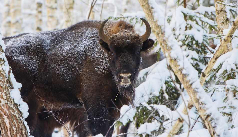 Зубры Могилевщины взорвали социальную сеть