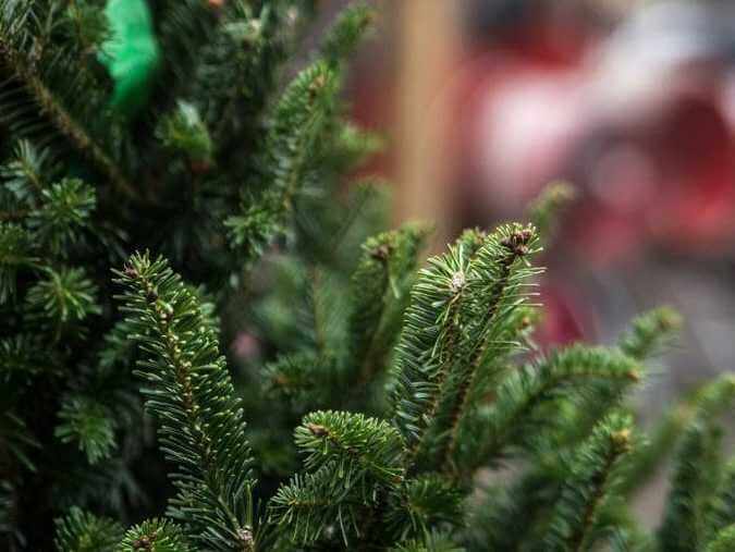Работа елочных базаров в Могилеве стартует 20 декабря