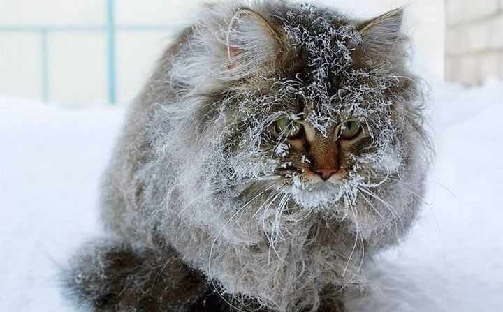 Синоптики предрекли на 24 декабря в Могилеве пик морозов