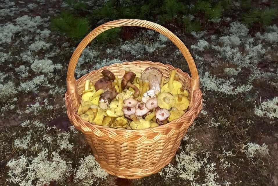 На Могилевщине в декабре продолжают расти боровики, а зеленки и подзеленки собирают ведрами