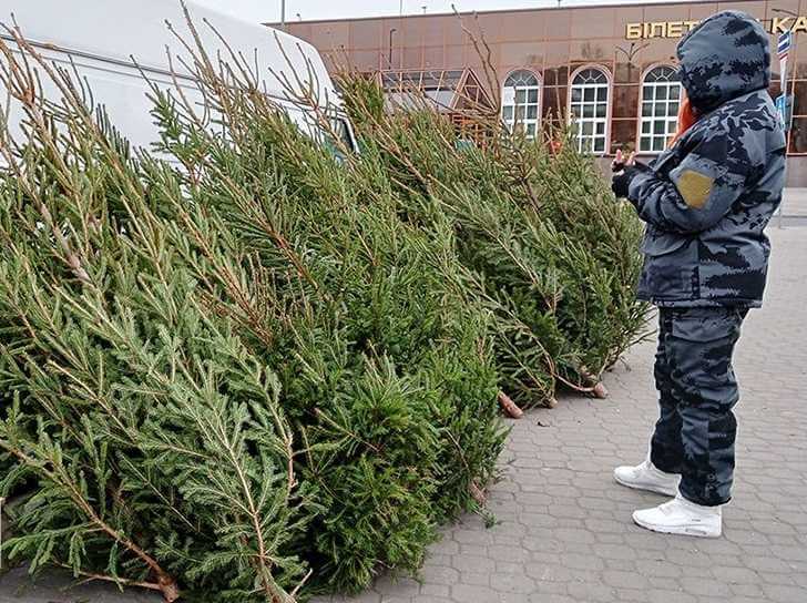 Стало известно, сколько будут стоить новогодние елки и когда их начнут продавать в Могилевской области