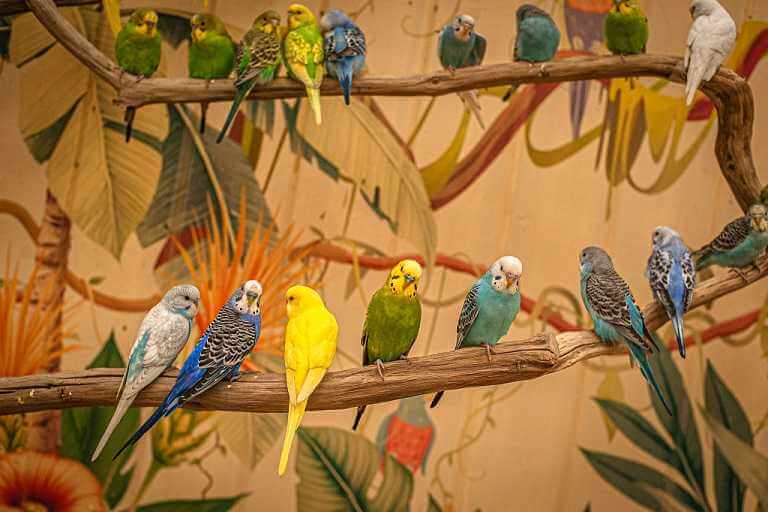 В Могилеве в "Попугайне" около 300 ярких попугаев ждут посетителей