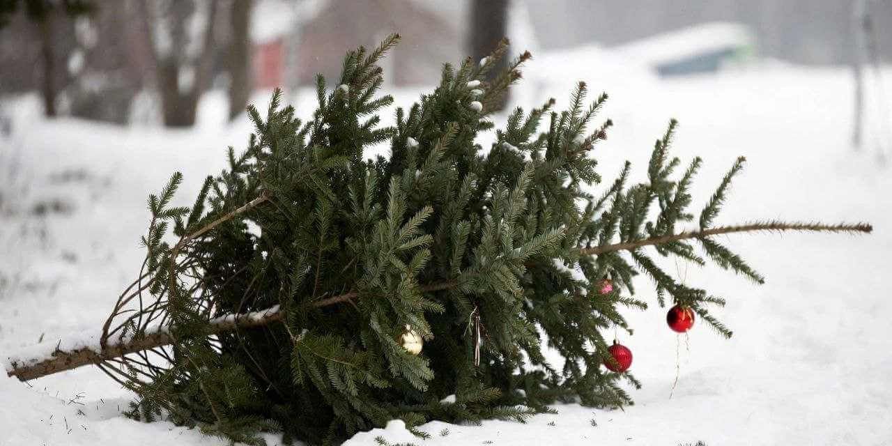 Куда в Могилеве деть елку после новогодних праздников