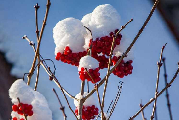 Прогноз погоды в Могилеве в субботу 17 января