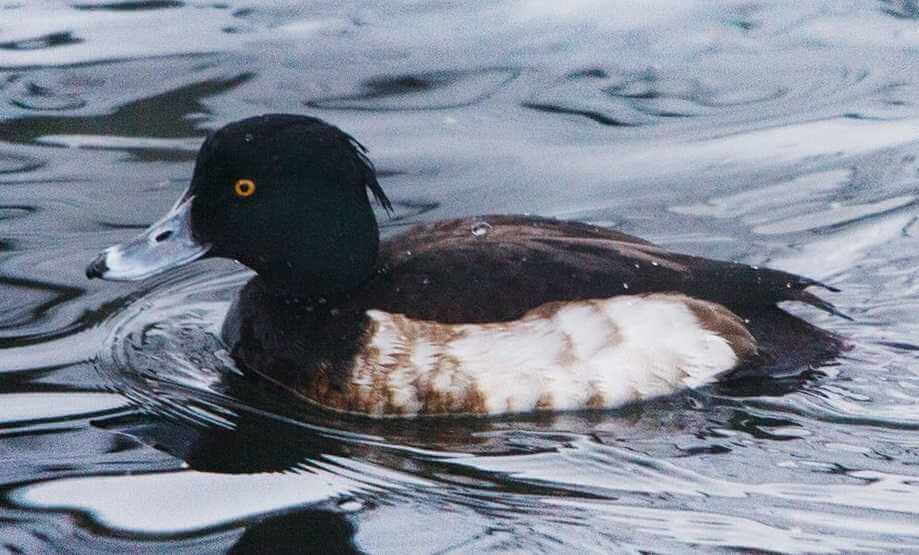 В Могилевской области на Дубровенке на зимовку поселилась хохлатая чернеть