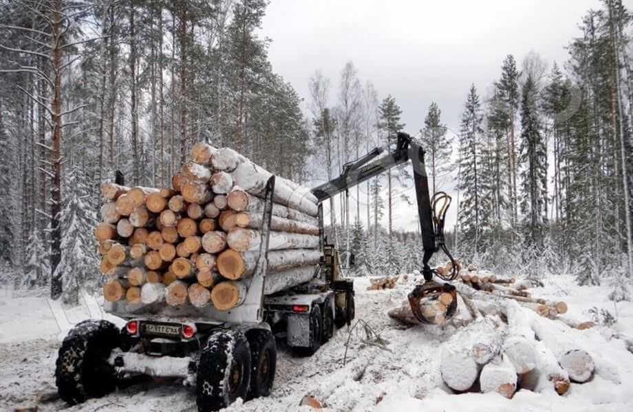 Под Могилевом лесничий получил четыре уголовки из-за своей лудомании